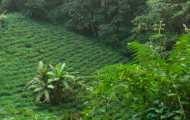 Tea cultivation near the rainforest