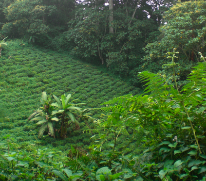 Tea cultivation near the rainforest